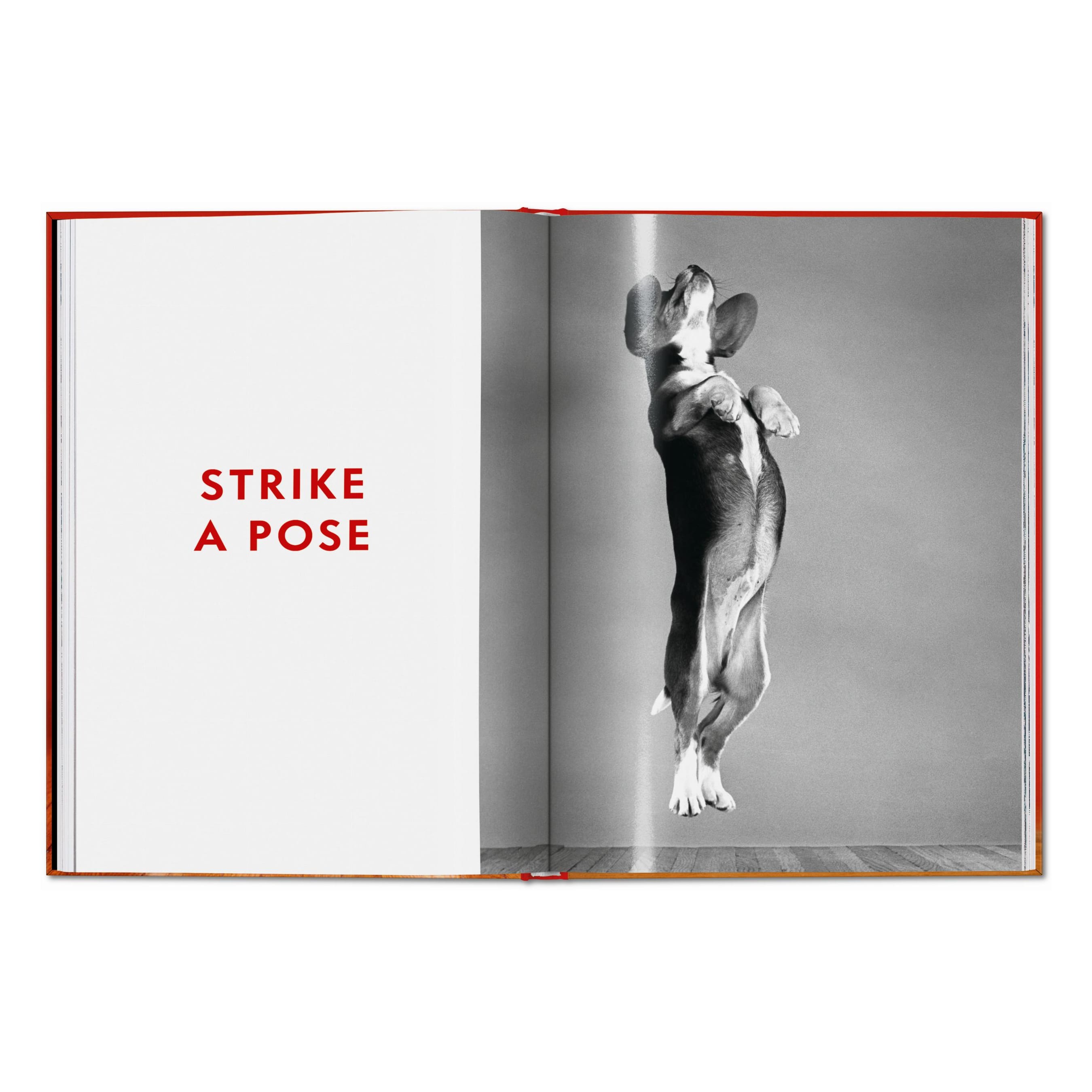 Walter Chandoha. Dogs. Photographs 1941–1991 (English)