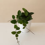 Endless Cascades® Chouke
