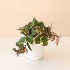 Endless Cascades® Shining Sea Star™