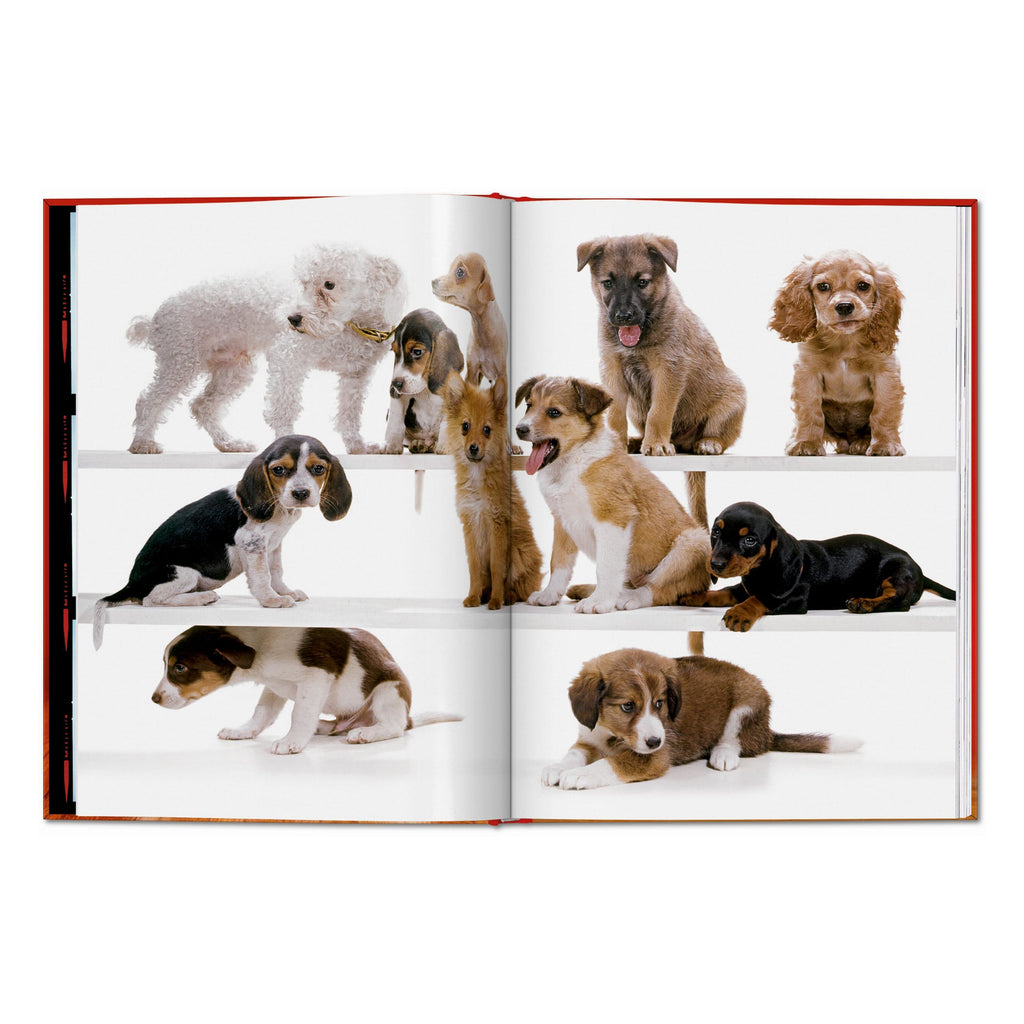 Walter Chandoha. Dogs. Photographs 1941–1991 (English)