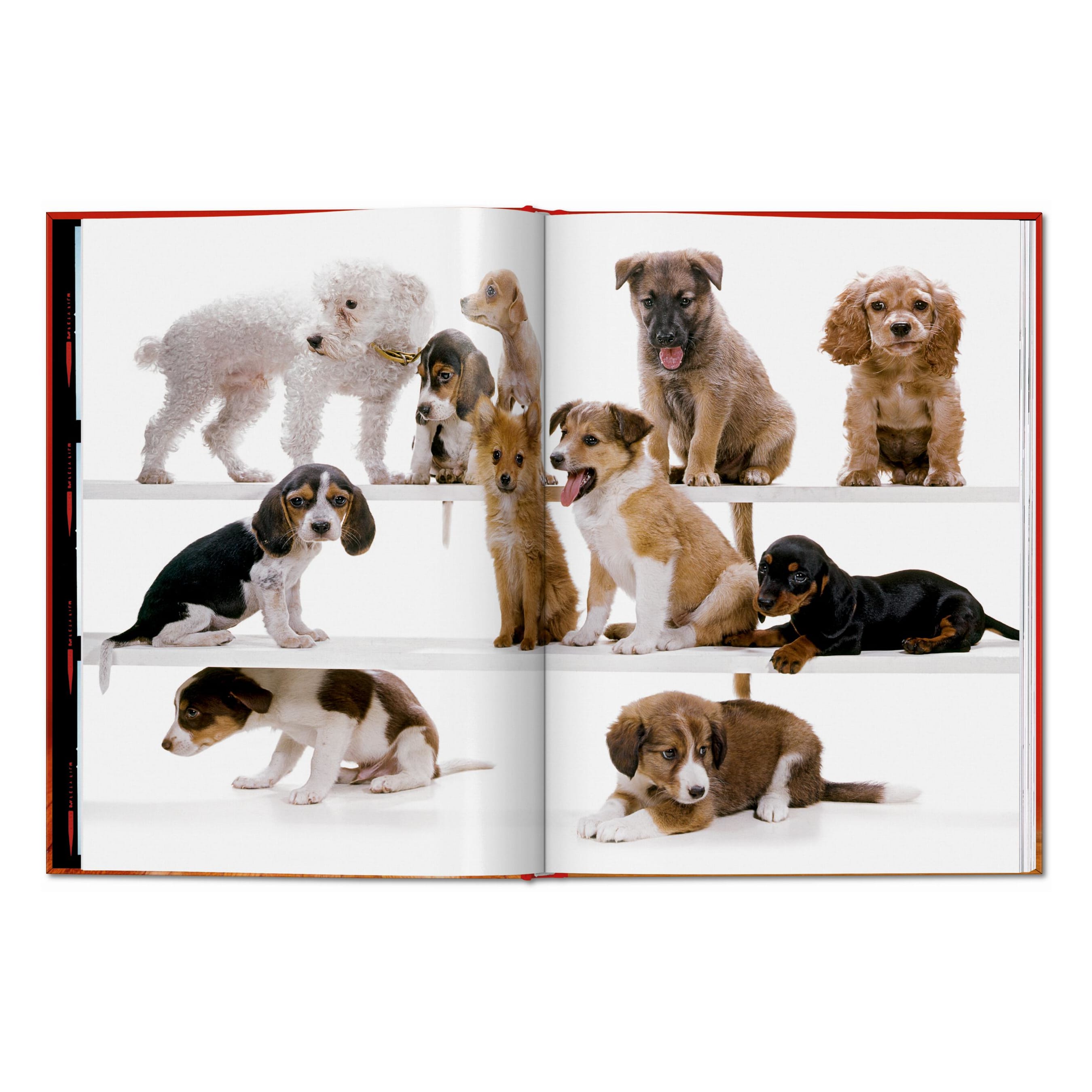 Walter Chandoha. Dogs. Photographs 1941–1991 (English)