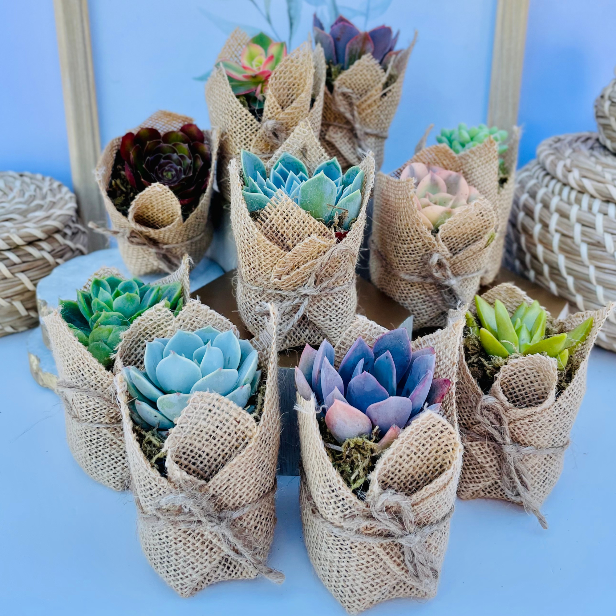 Succulent Favors in Burlap- Baby Shower Favors, Wedding and Party Favors