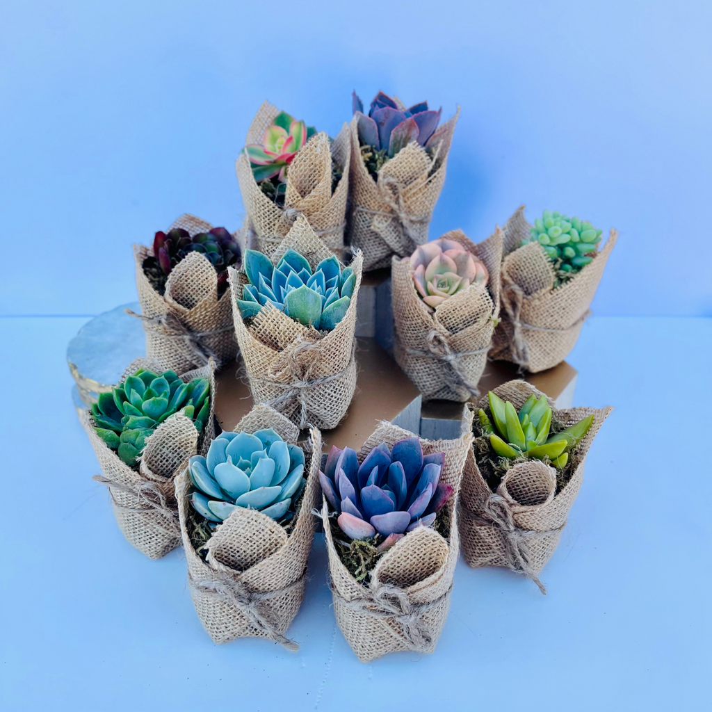 Succulent Favors in Burlap- Baby Shower Favors, Wedding and Party Favors