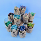 Succulent Favors in Burlap- Baby Shower Favors, Wedding and Party Favors