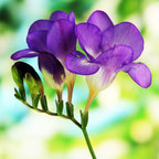 Freesia - Single Blue