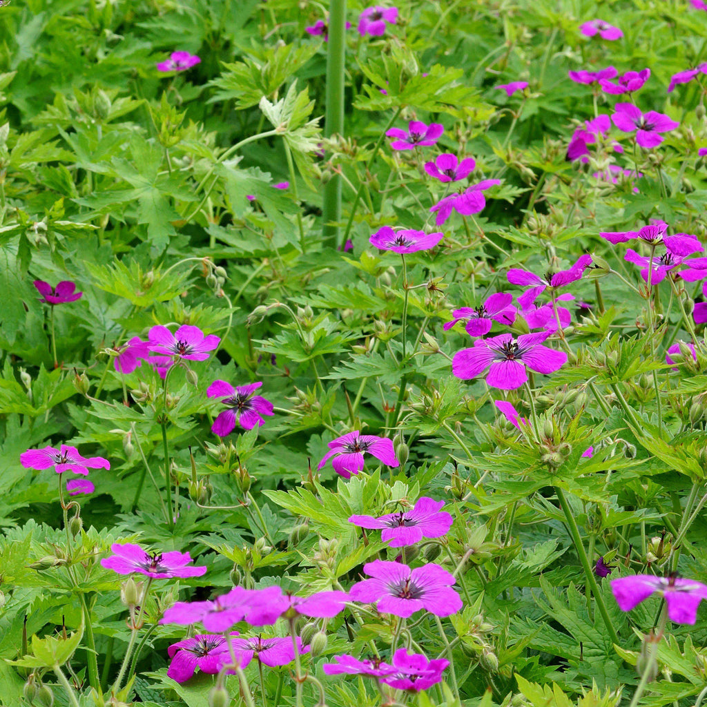 Geranium Patricia (Perennial Hardy Cranesbill)