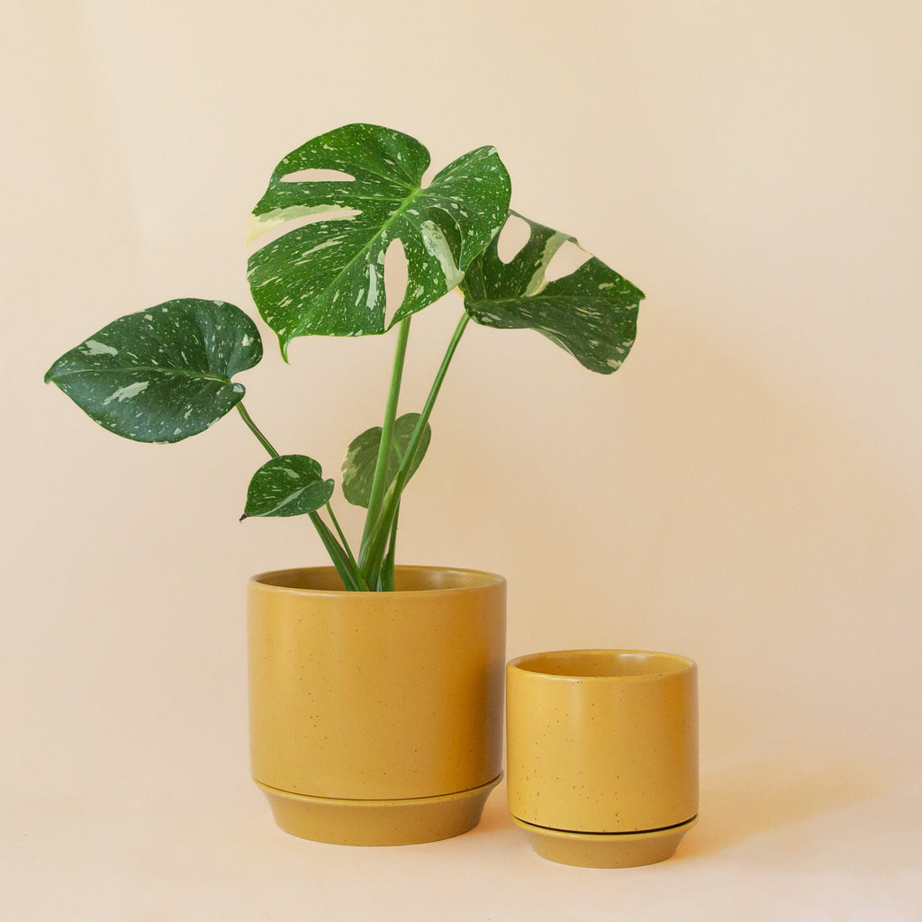 Parker Planter with Trivet | Honey Speckle