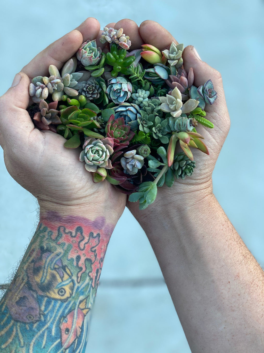 Mini Melody 50 Mini Succulent Cuttings - Ships Free!