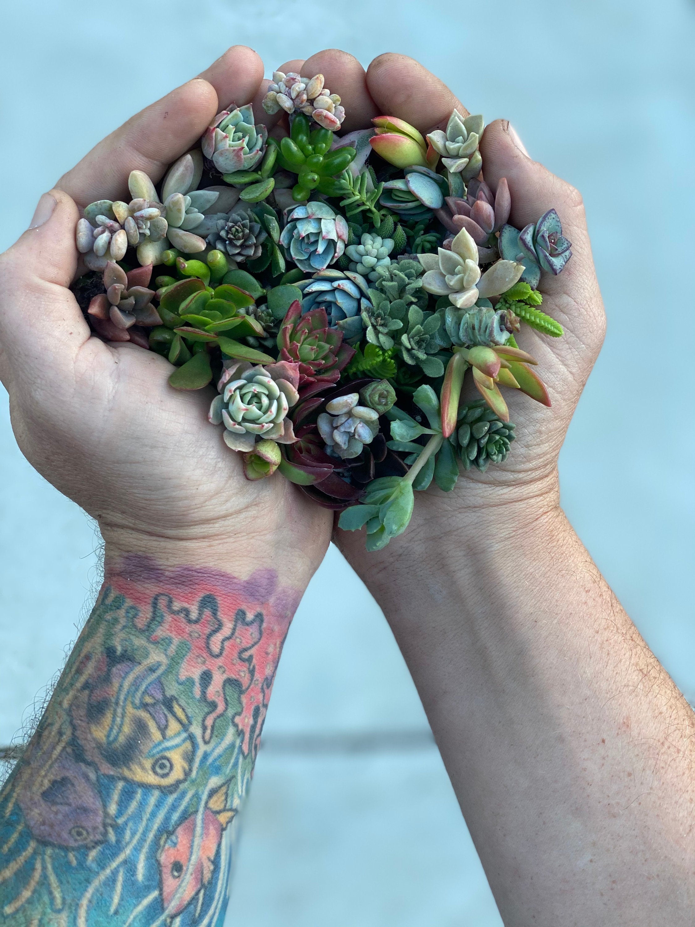 Mini Melody 50 Mini Succulent Cuttings - Ships Free!