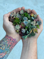 Mini Melody 50 Mini Succulent Cuttings - Ships Free!