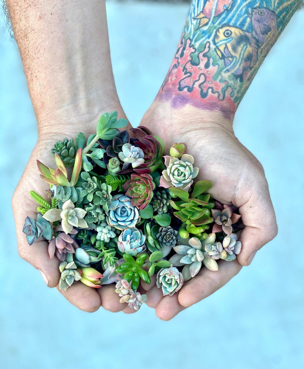 Mini Melody 50 Mini Succulent Cuttings - Ships Free!