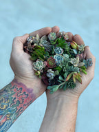 Mini Melody 50 Mini Succulent Cuttings - Ships Free!