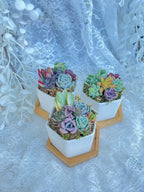 Honey Bubbles - Live Mini Succulent Garden in Ceramic Pots - Ships Free!