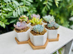 Goody Gumdrops - Succulent Gift in Mini Hexagon Pots - Shower Favors, Corporate Gifts