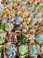 Succulent Favors in Burlap- Baby Shower Favors, Wedding and Party Favors
