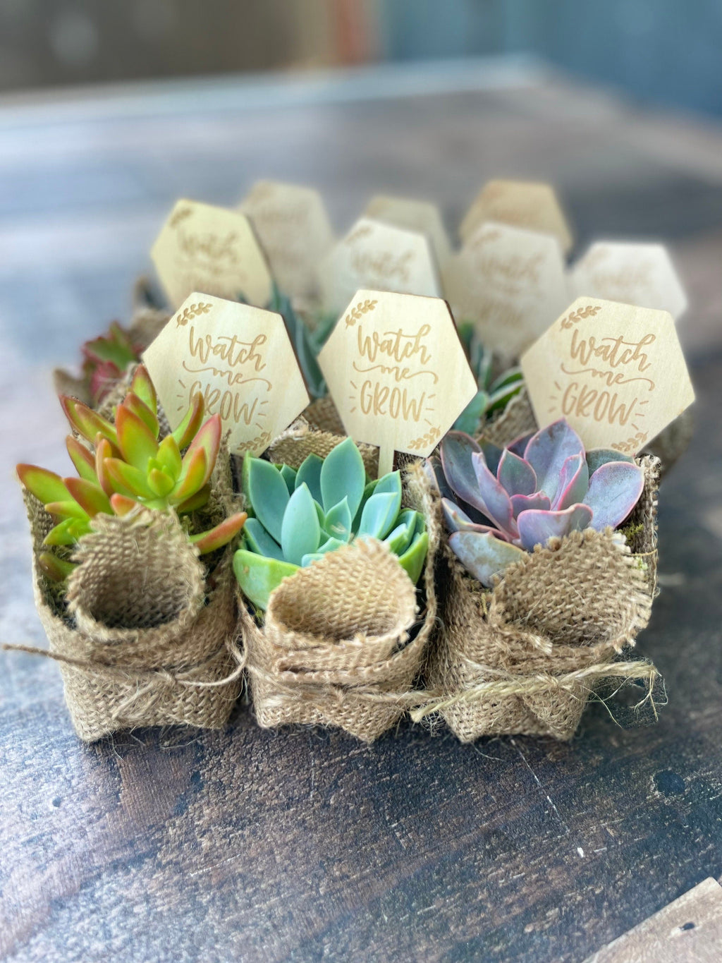 Watch Me Grow Baby Shower Favors - Live Succulent Favors for Baby Showers