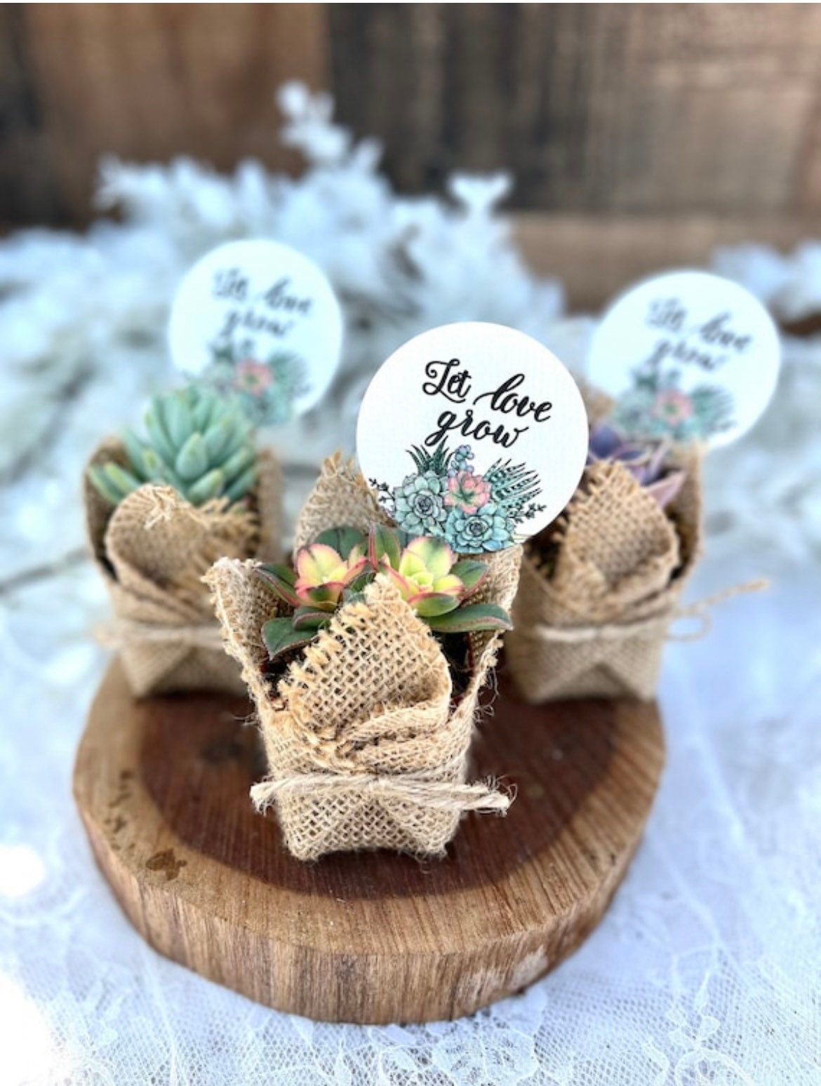 Let Love Grow - Wedding, Bridal Shower , Engagement Party Live Succulent Favors for Guests