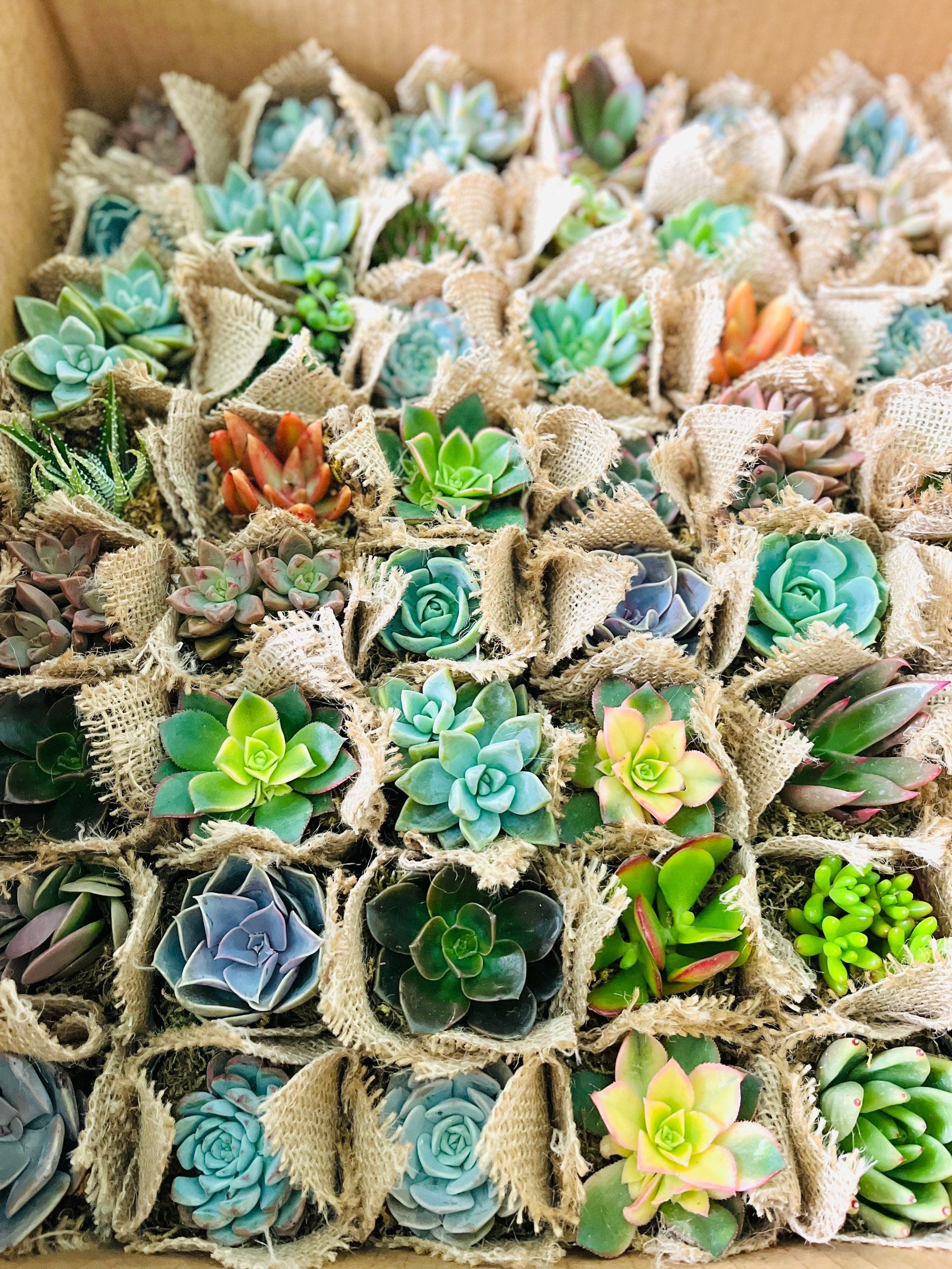 Let Love Grow - Wedding, Bridal Shower , Engagement Party Live Succulent Favors for Guests
