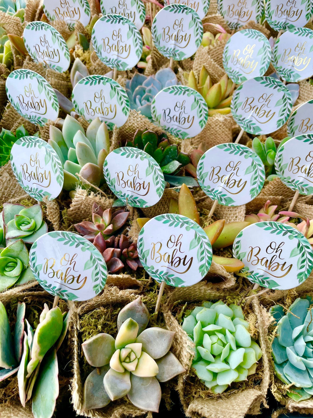 Oh Baby! -  Live Succulent Baby Shower Favors