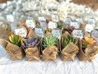 Oh Baby! -  Live Succulent Baby Shower Favors