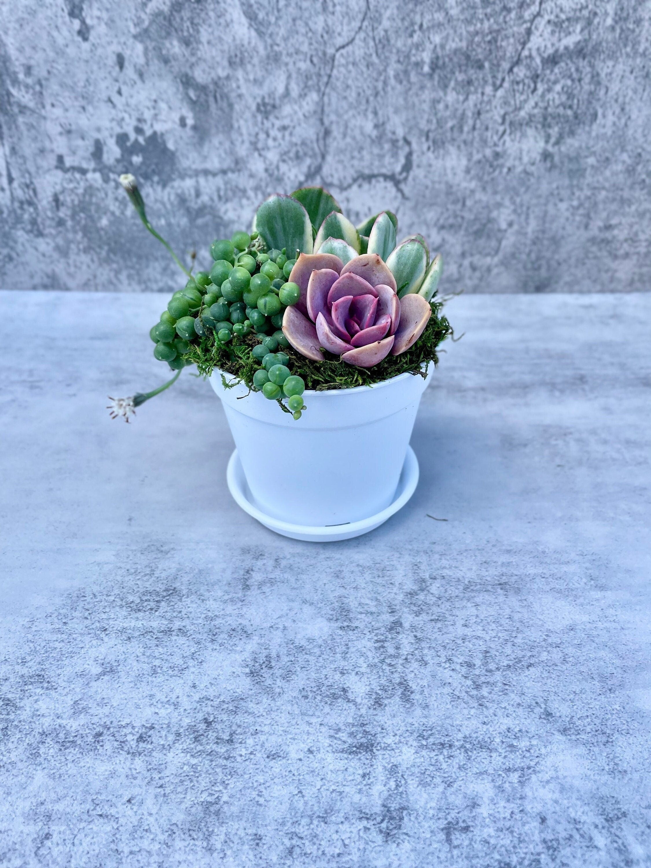 Beach House Succulent Garden - Potted Succulents - Ships Free!