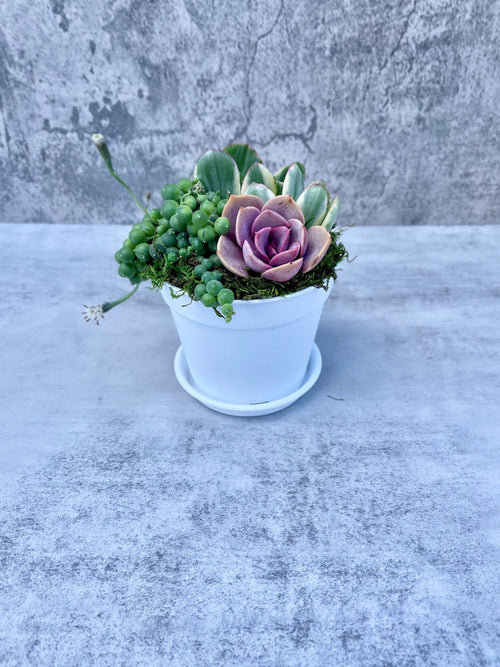 Beach House Succulent Garden - Potted Succulents - Ships Free!
