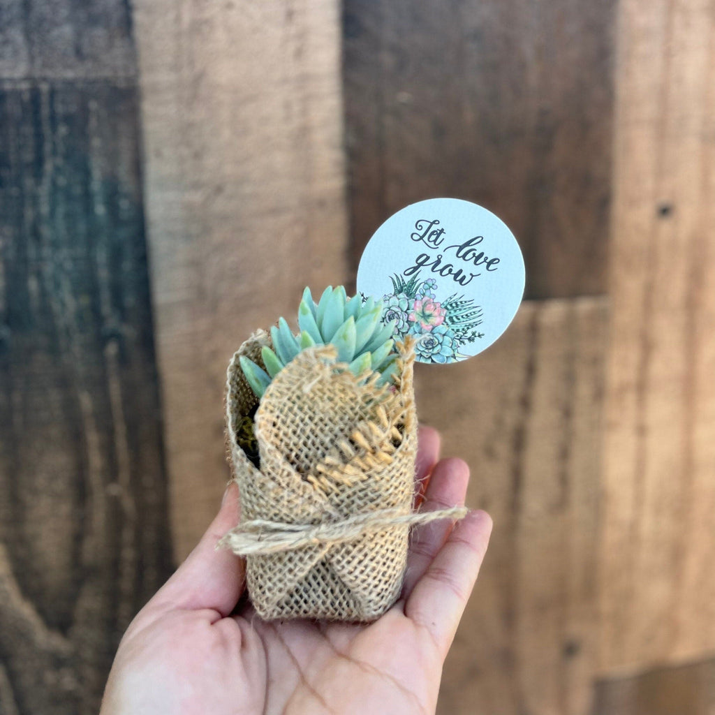 Let Love Grow - Wedding, Bridal Shower , Engagement Party Live Succulent Favors for Guests