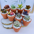 Tootie Fruity- Mini Potted Succulent