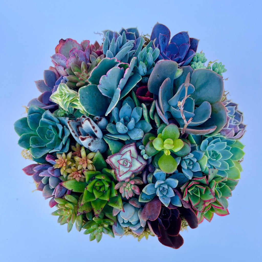 California Dreamin - Potted Succulent Garden - Ships Free!