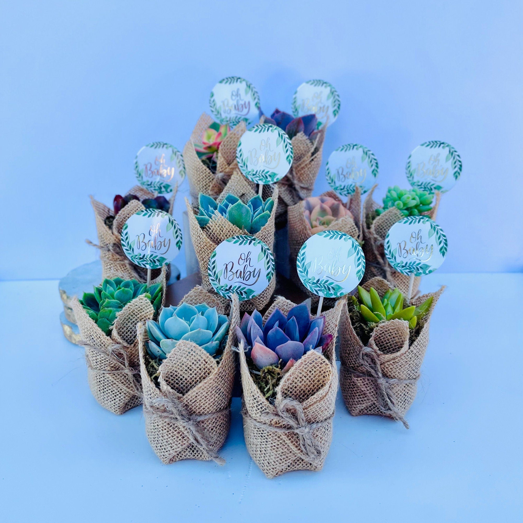Oh Baby! -  Live Succulent Baby Shower Favors