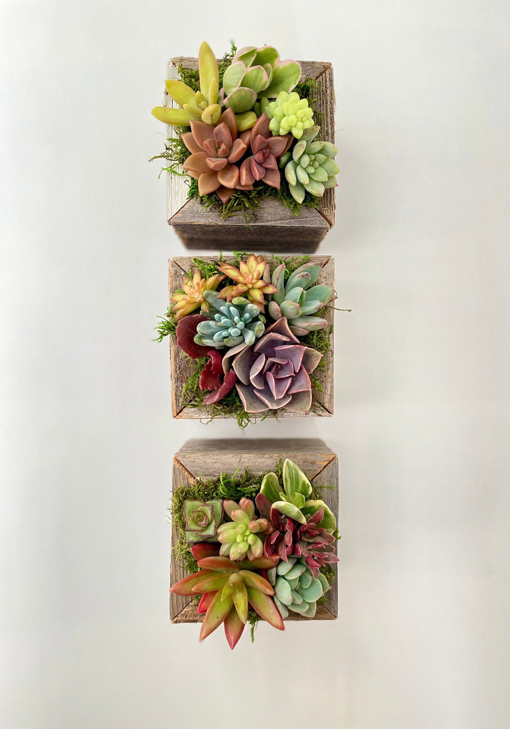 Sugar Cubes - Live Mini Succulent Garden Arrangements in Reclaimed Wood Boxes
