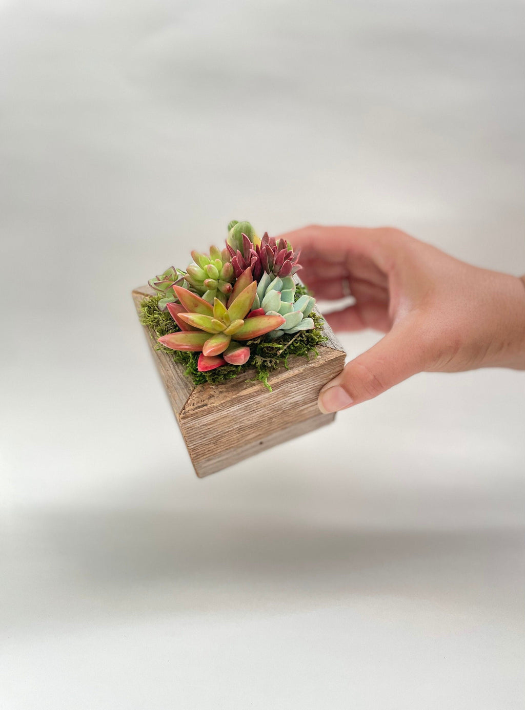 Sugar Cubes - Live Mini Succulent Garden Arrangements in Reclaimed Wood Boxes