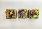 Sugar Cubes - Live Mini Succulent Garden Arrangements in Reclaimed Wood Boxes