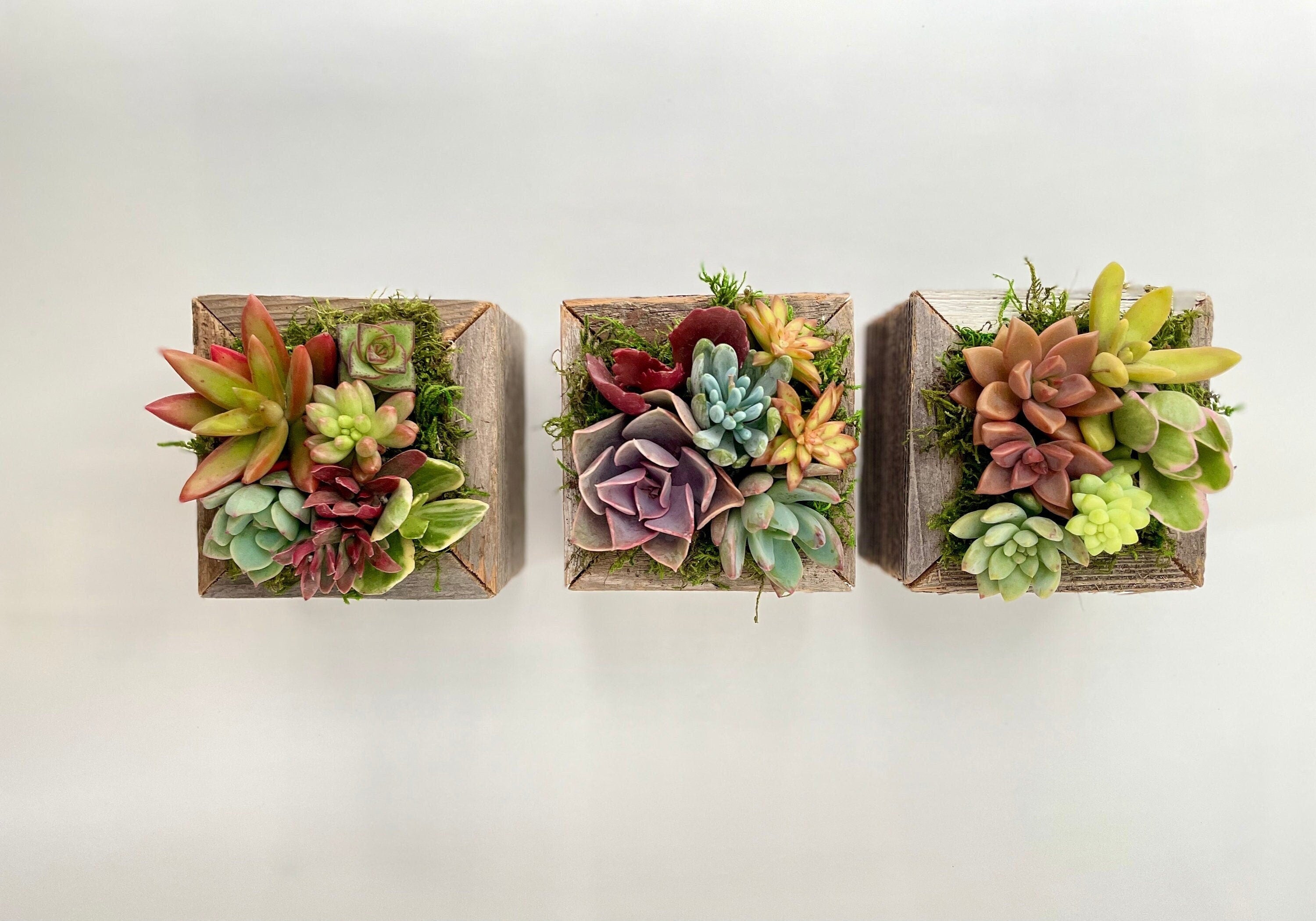 Sugar Cubes - Live Mini Succulent Garden Arrangements in Reclaimed Wood Boxes