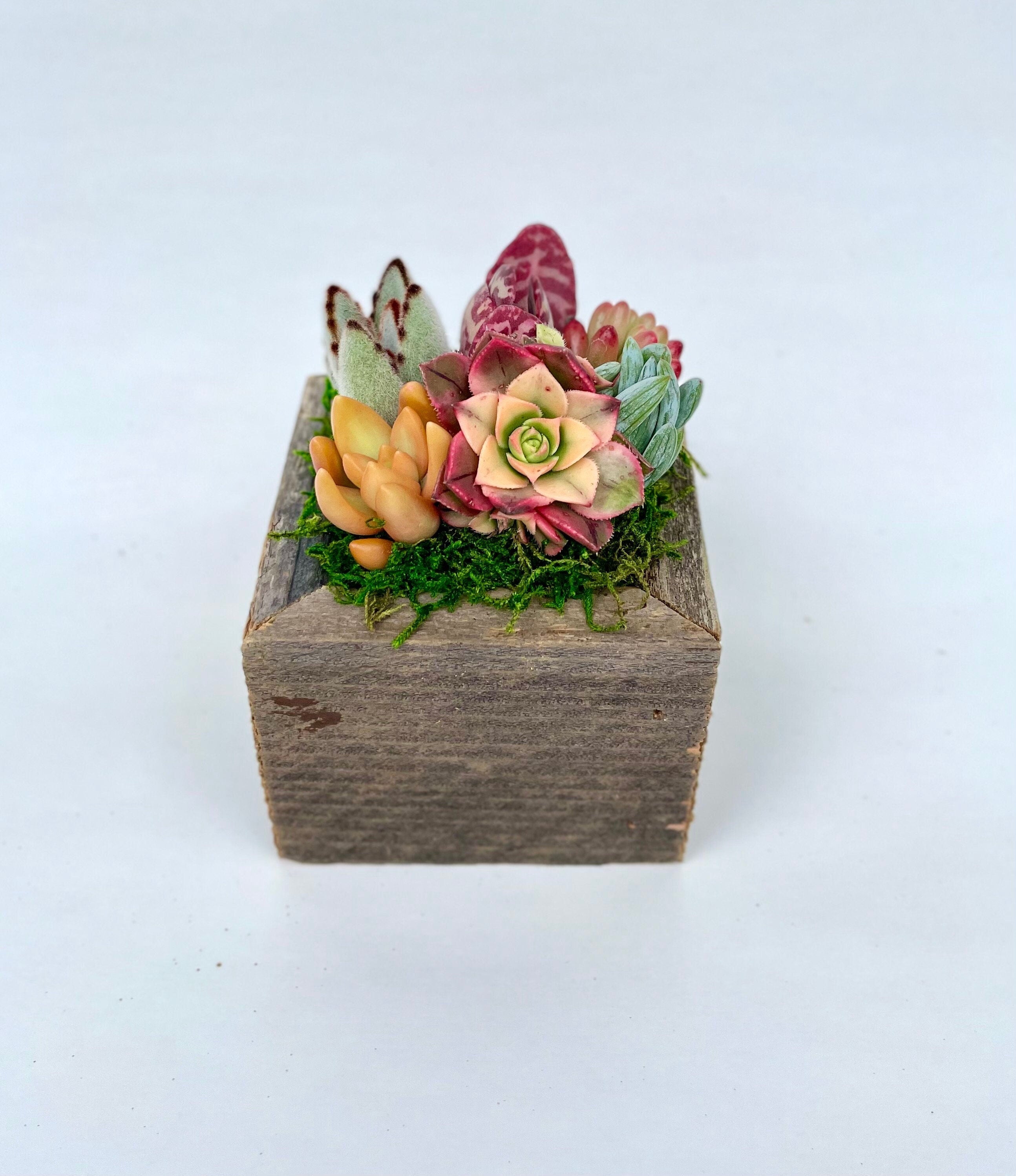 Sugar Cubes - Live Mini Succulent Garden Arrangements in Reclaimed Wood Boxes