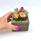 Sugar Cubes - Live Mini Succulent Garden Arrangements in Reclaimed Wood Boxes