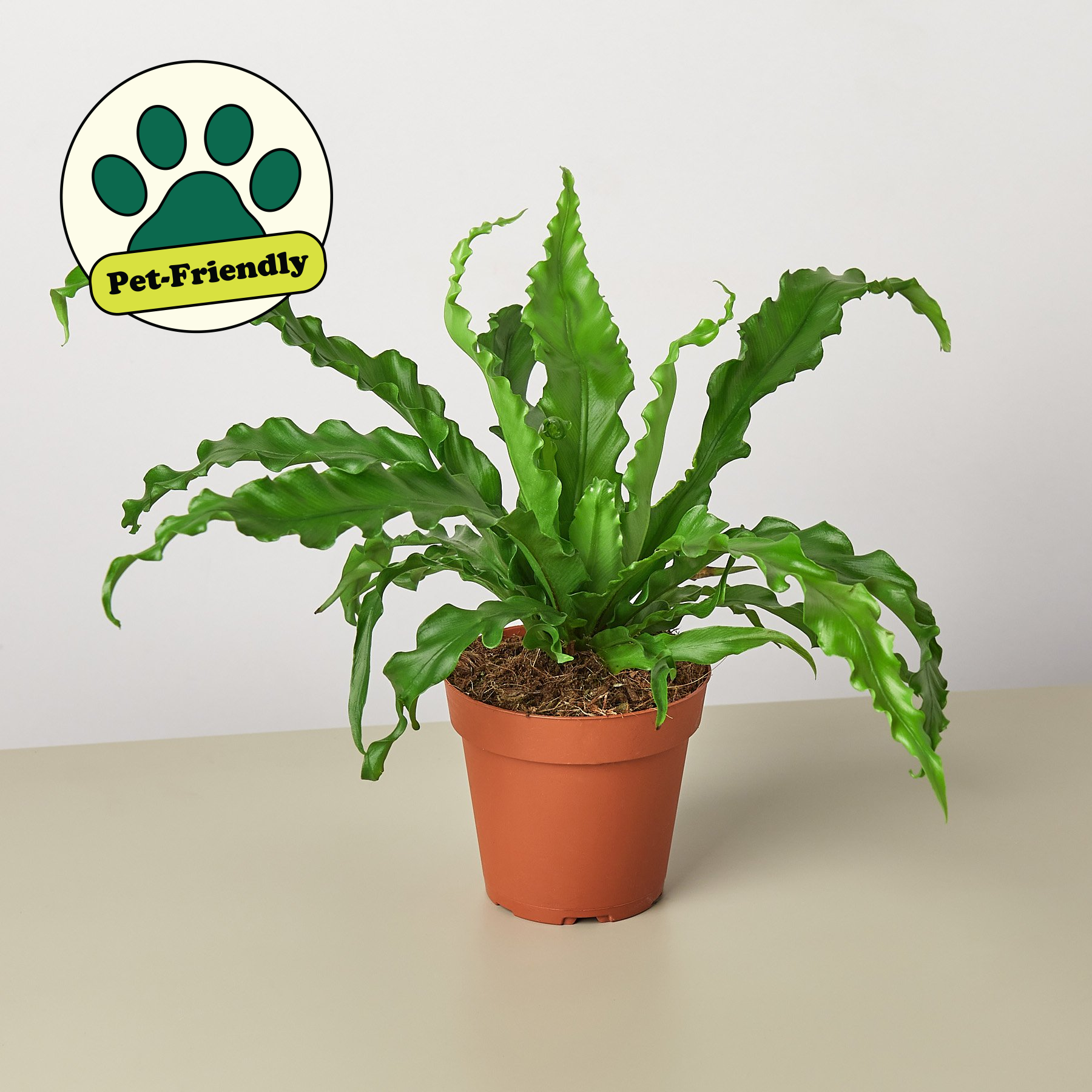 Bird's Nest 'Victoria' Fern