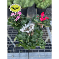 Cyclamen 'Assorted'