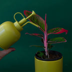 Metal Plant Mister | Palm