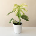 Mysteria® Mint