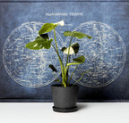 Monstera Thai Constellation