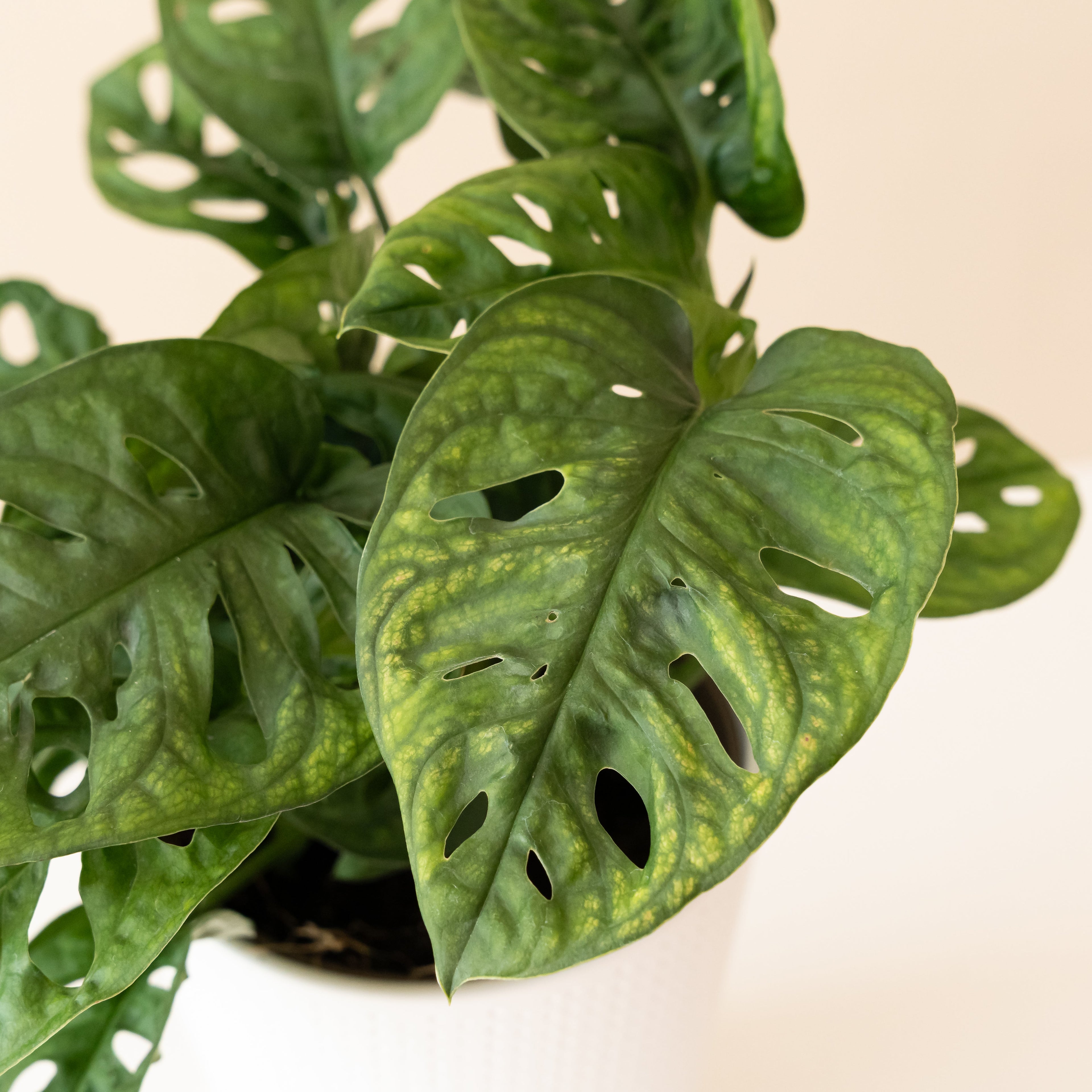 Mysteria® Adansonii