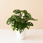 Mysteria® Adansonii