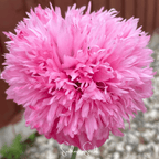 Pale Rose Peony Poppy – 100 Seeds