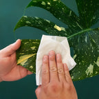 Plant Cleansing Wipes | Lagoon