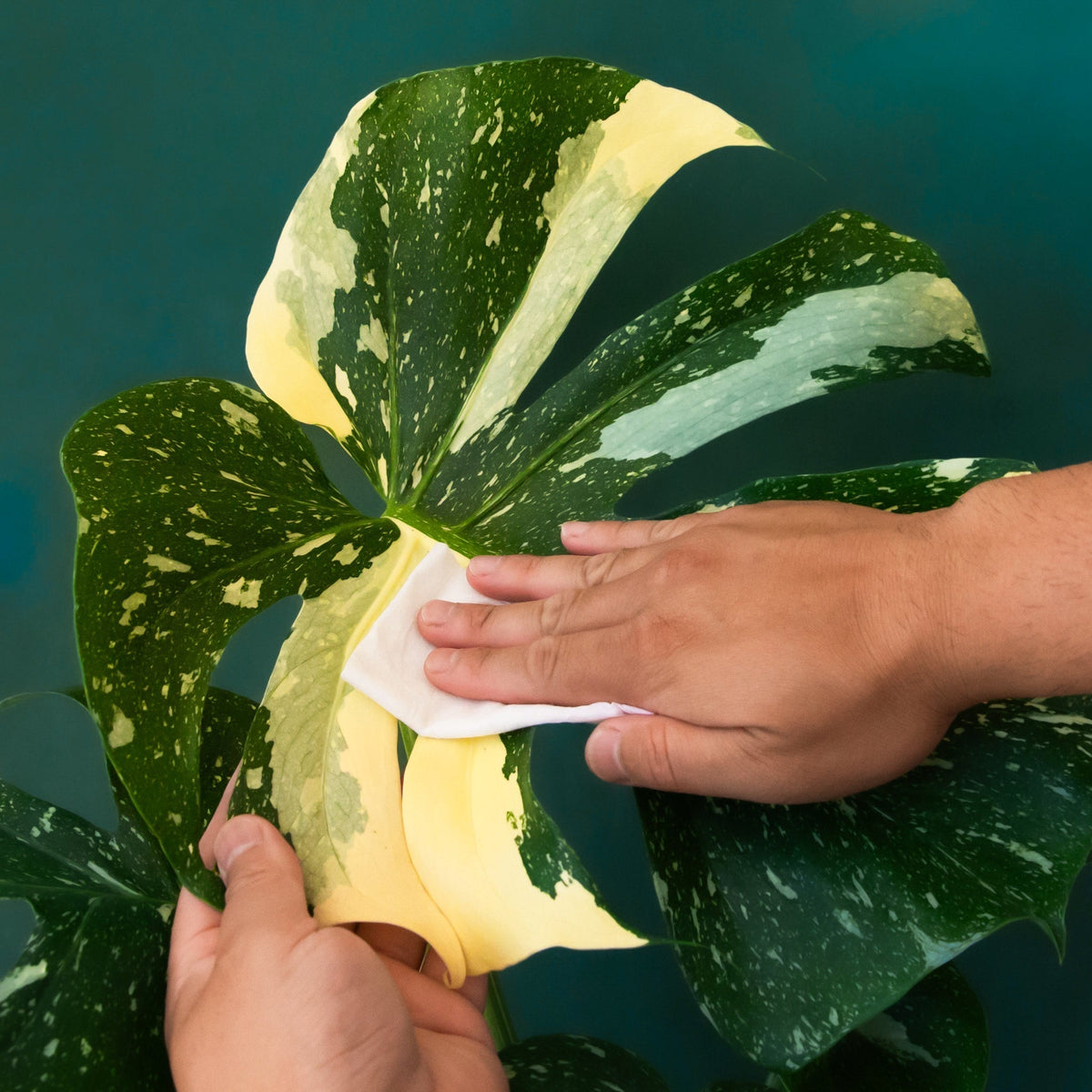 Plant Cleansing Wipes | Lagoon