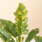 Prismacolor™ Golden Girl™