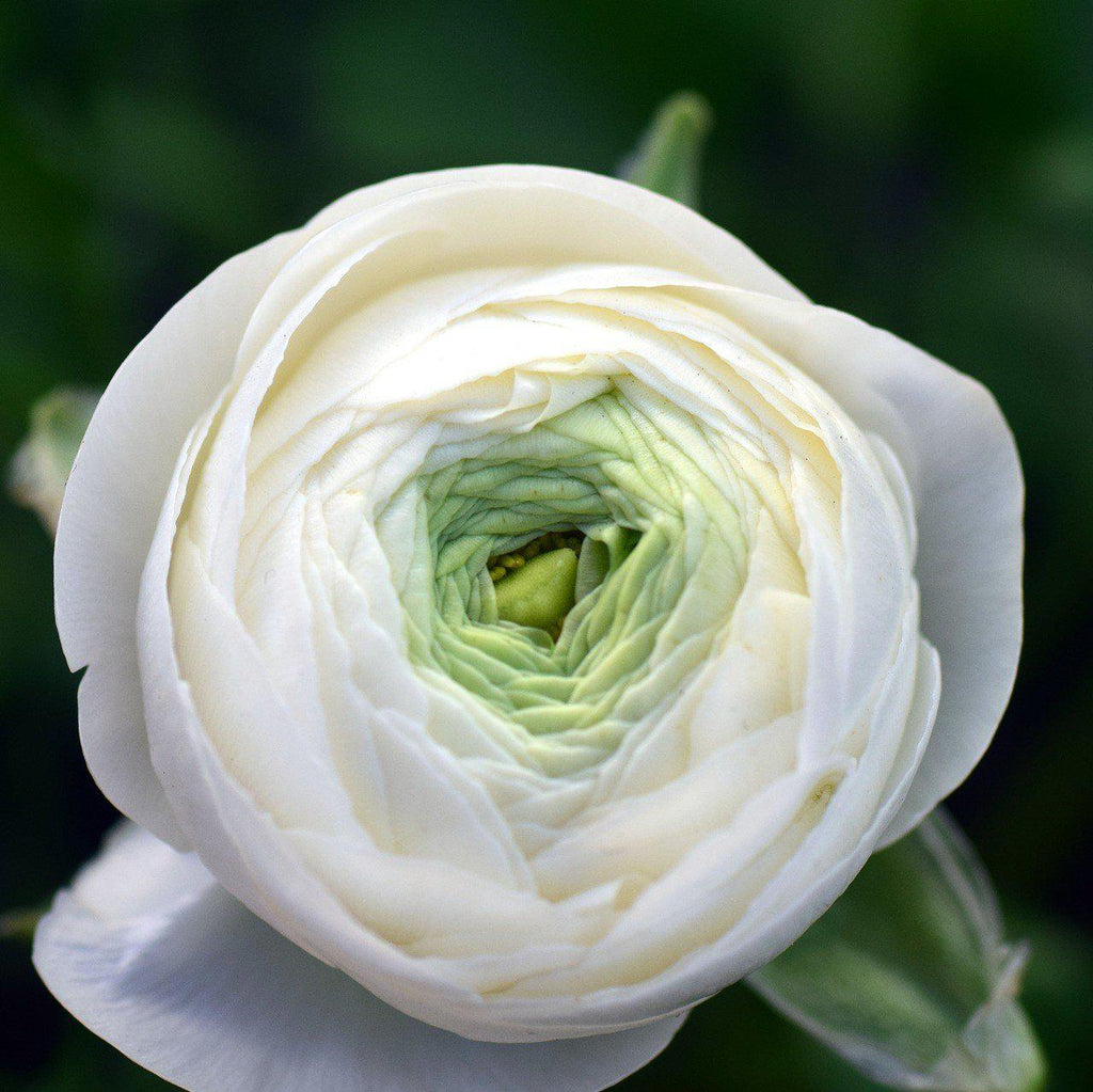 Ranunculus - Tecolote White