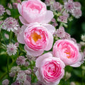 David Austin Scepter'd Isle Live Rose Cuttings - 5-8" Fresh Stems - Unrooted - Ideal for Gardening and Propagation