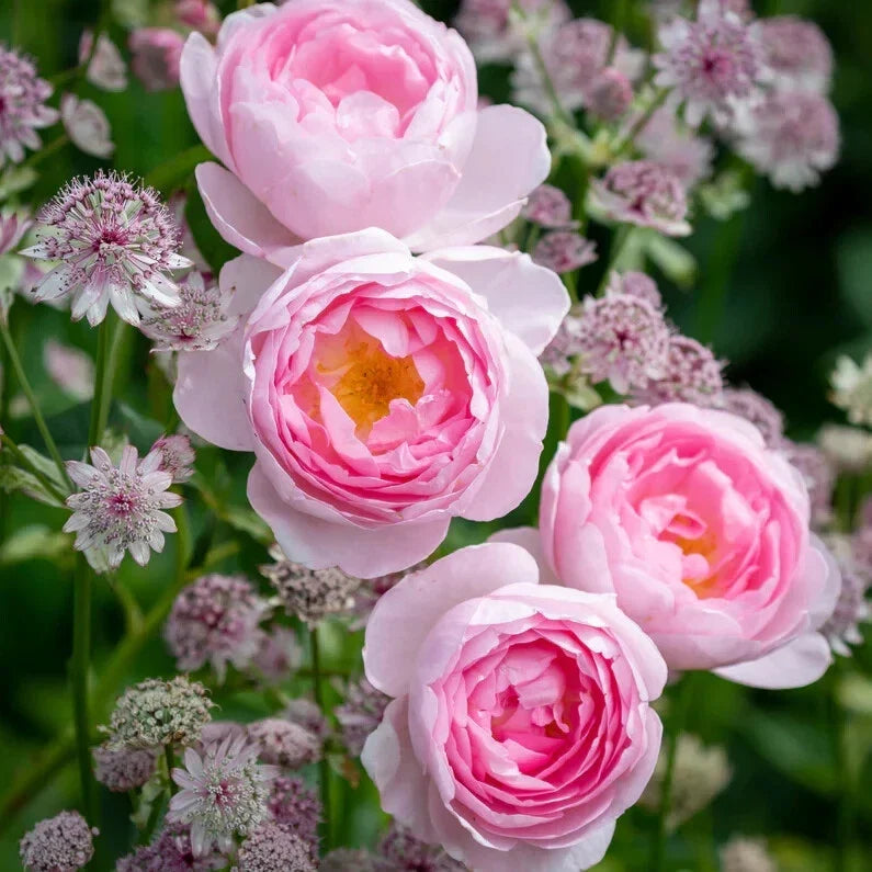 Live Rose Cuttings 5-8" Scepter'd Isle David Austin Unrooted Fresh Stems